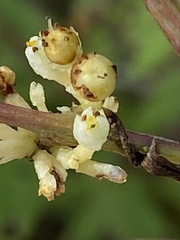Cuscuta coryli