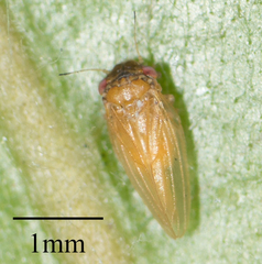 Ctenarytaina longicauda