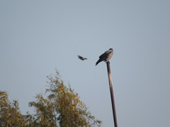 Corvus cornix