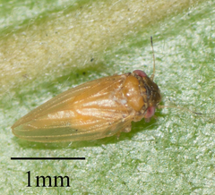 Ctenarytaina longicauda