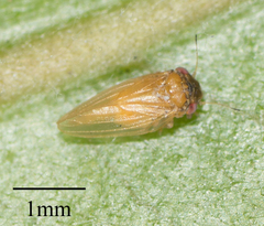 Ctenarytaina longicauda