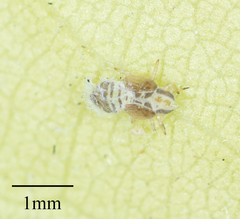 Ctenarytaina longicauda