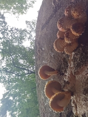 Pholiota aurivella