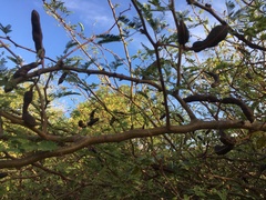 Vachellia farnesiana image