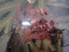 Phycodrys rubens