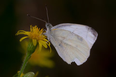 Pieris rapae