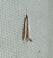 Carectocultus perstrialis