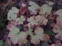 Rubus humulifolius