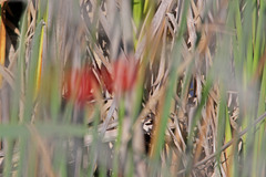 Cistothorus palustris