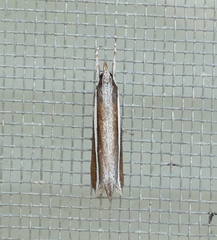 Carectocultus perstrialis