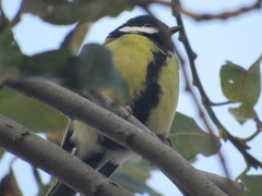 Parus major