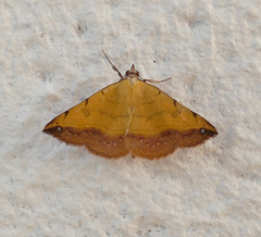 Hemeroplanis floccalis