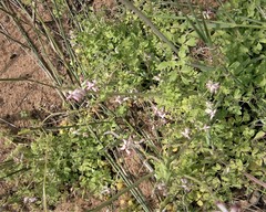 Cysticapnos cracca