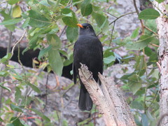 Turdus merula
