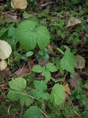 Rubus humulifolius