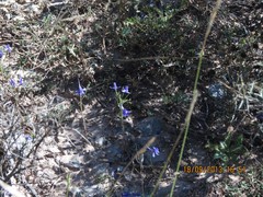 Delphinium pubescens