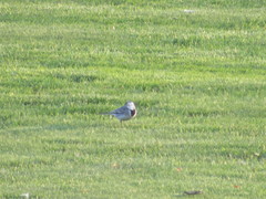 Motacilla alba