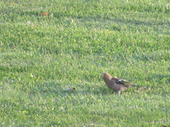 Fringilla coelebs