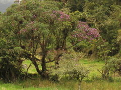 Andesanthus lepidotus