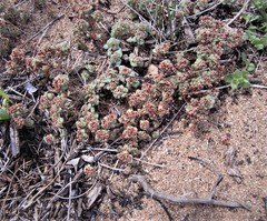 Crassula umbellata