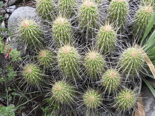 Echinocereus zapalinamensis