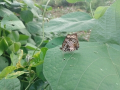 Junonia sophia sophia