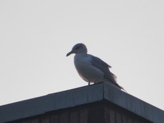 Larus argentatus