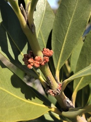 Hyaenanche globosa