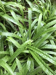 Careyanae