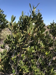 Hyaenanche globosa