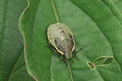 Chlorochroa