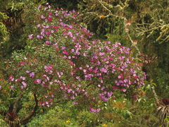 Andesanthus lepidotus