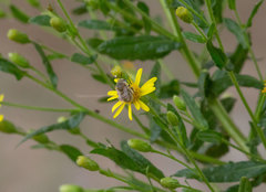Heliophila