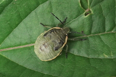Chlorochroa