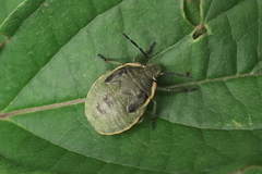 Chlorochroa