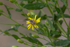 Heliophila