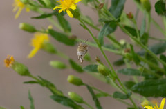 Heliophila