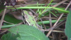 Pelophylax lessonae