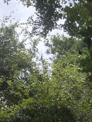 Trichonephila clavipes