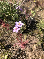 Drosera alba