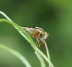Sphenella marginata