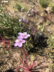 Drosera alba