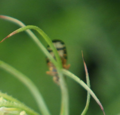 Sphenella marginata