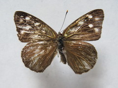 Eunica monima modesta