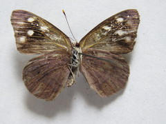 Eunica monima modesta