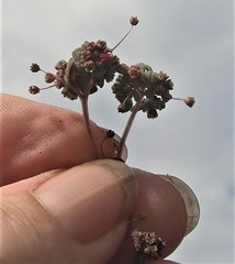Crassula umbellata