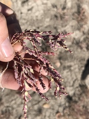 Suaeda calceoliformis