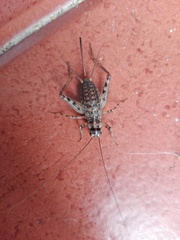 Gryllomorpha longicauda
