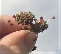 Crassula umbellata
