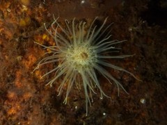 Sagartiogeton undatus